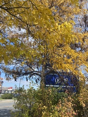 Gleditsia