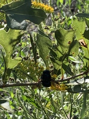 Xylocopa micans