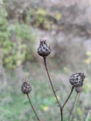 Centaurea scabiosa