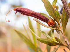 Eremophila glabra