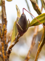 Eremophila glabra