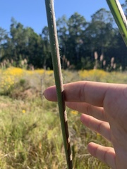 Andropogon glomeratus