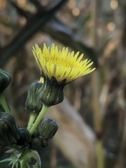 Sonchus asper