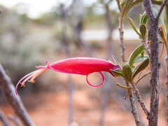 Eremophila glabra