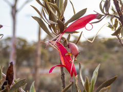 Eremophila glabra