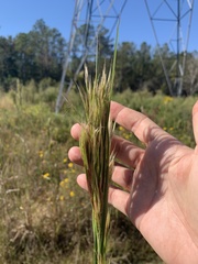 Andropogon glomeratus