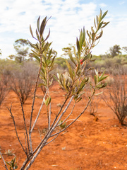 Eremophila glabra