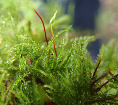 Amblystegium serpens