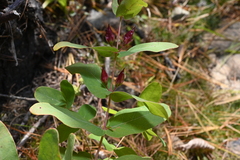 Hypericum fraseri