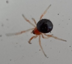 Ruborridion musivum