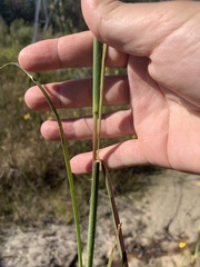 Andropogon glomeratus