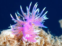 Flabellina affinis