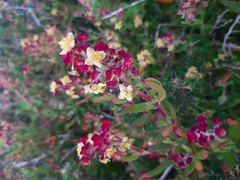 Tetragonia fruticosa