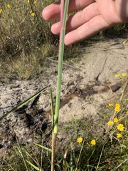 Andropogon glomeratus