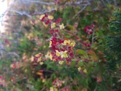 Tetragonia fruticosa