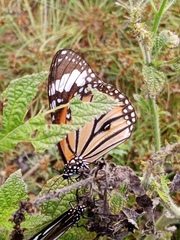 Danaus genutia