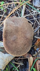 Xerocomus ferrugineus