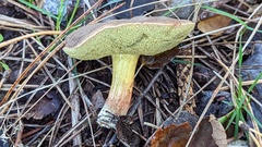 Xerocomus ferrugineus
