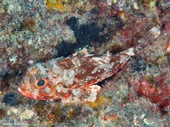 Scorpaena notata