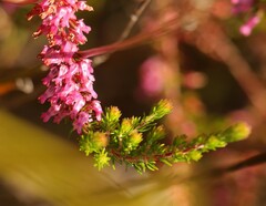 Erica intervallaris