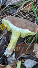 Xerocomus ferrugineus