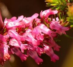 Erica intervallaris