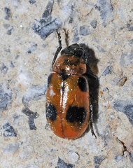 Coptocephala rubicunda
