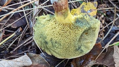 Xerocomus ferrugineus
