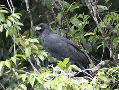 Buteogallus urubitinga