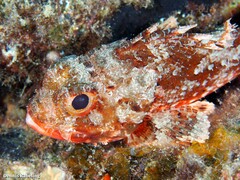 Scorpaena notata