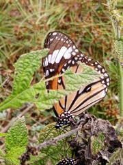 Danaus genutia