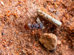 Meranoplus