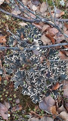 Peltigera malacea