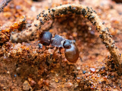 Meranoplus
