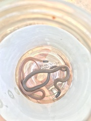 Aparallactus capensis