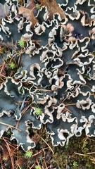 Peltigera malacea