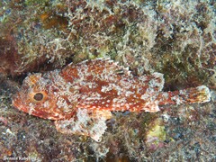 Scorpaena notata