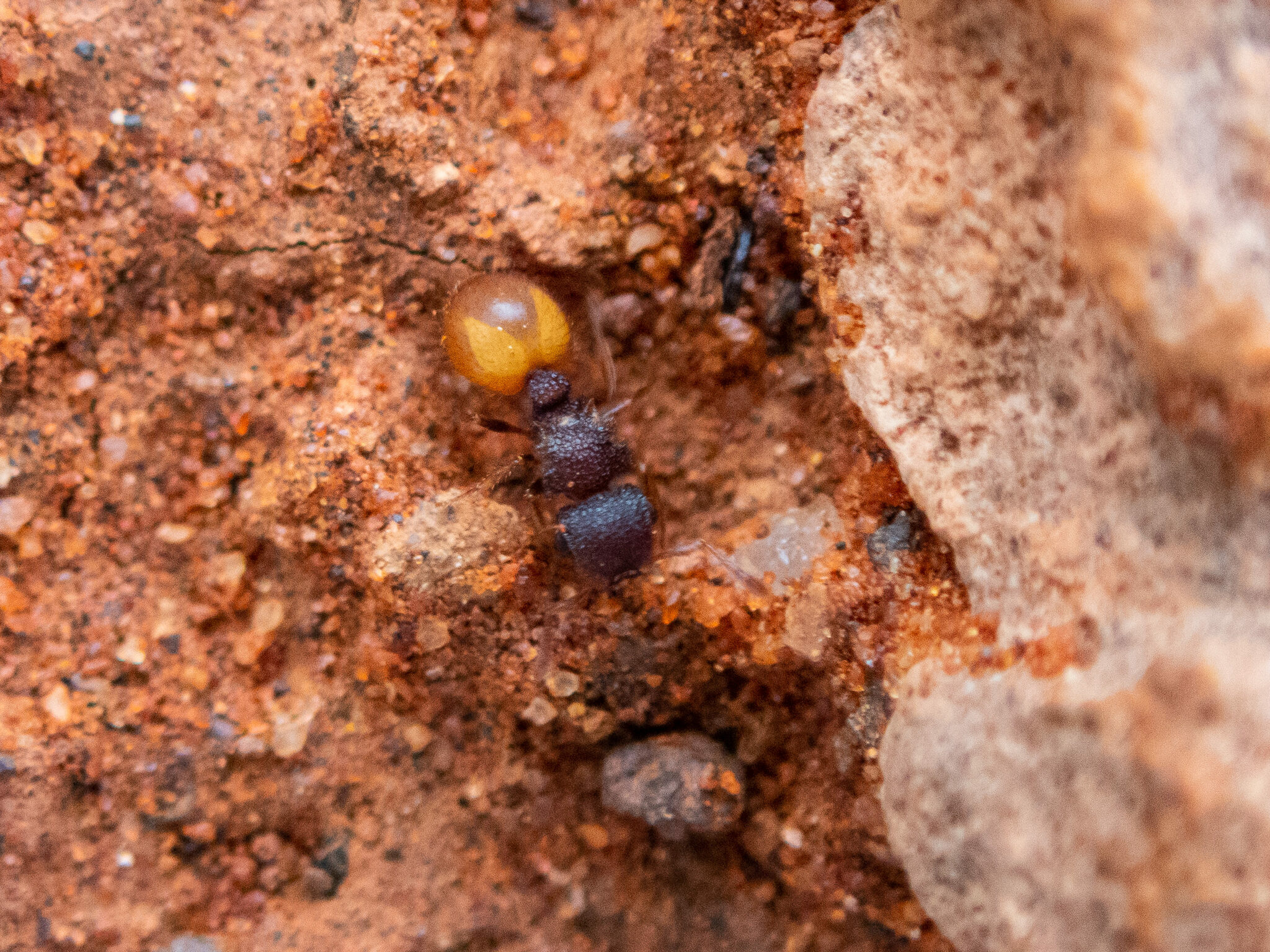 Meranoplus aureolus