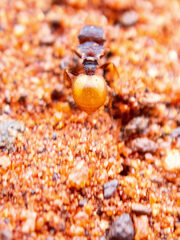Meranoplus