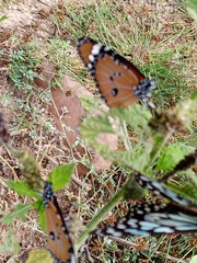 Danaus chrysippus