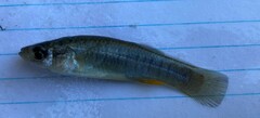 Fundulus grandis