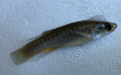 Fundulus grandis