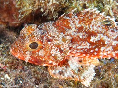 Scorpaena notata