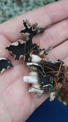 Peltigera malacea