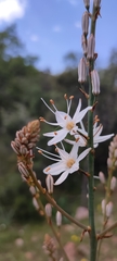 Asphodelus cerasiferus