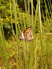 Danaus genutia