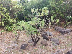 Heliotropium arboreum