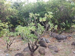 Heliotropium arboreum