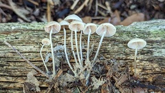 Mycena arcangeliana
