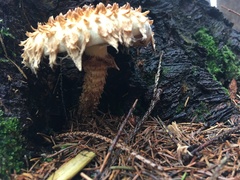 Pholiota